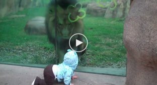 The lion tried to reach the child through the glass