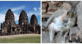 Пхра Пранг Сам Йот – звичайний старовинний храм із незвичайними мешканцями (15 фото + 1 відео)