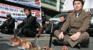 Акция протеста против отмены употребления собак в пищу (6 фото)