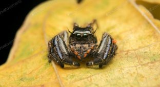 20 фактів про павуків (7 фото)