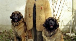 Последний писк моды: свитера из шерсти собственной собаки (9 фото)
