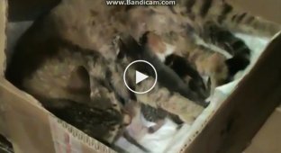 A pregnant cat came to their house and asked them to give birth.
