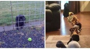 20 funny and “stupid” dogs that you can’t help but laugh at (21 photos)