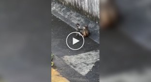 У мавпи-сироти Панча з'явилася подружка