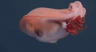 У побережья Калифорнии был замечен редкий семирукий осьминог (3 фото + 1 видео)