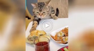 An eternally hungry cat steals food from the table