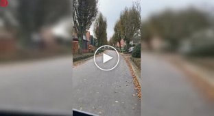 Женщина и волк: неожиданная встреча на улице