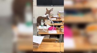 Олень съел экзаменационные листы школьников