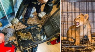 В парижской квартире нашли брошенного голодного львенка (5 фото)