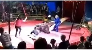 Медведь едва не убил дрессировщика во время циркового представления (2 фото + 1 видео)