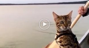 Кот плывет на лодке и внимательно изучает воду за бортом