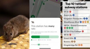 Taking care of people: in the American subway navigator application, stations with a large number of rats began to be marked (4 photos + 1 video)