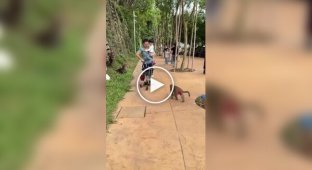 Обезьяны напали на мужчину с ребенком и украли коляску