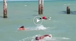 In Azerbaijan, a seal attacked people who were swimming in the sea