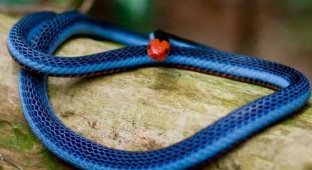 20 photos proving that snakes are much scarier and more beautiful (19 photos)
