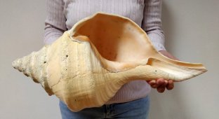 Giant Australian trumpeter: how the world's largest snails, weighing 18 kg, live (8 photos)