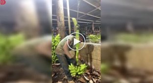 Профессиональная мойка бананов