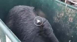 Застиг врасплох рывшегося в мусорном контейнере медведя