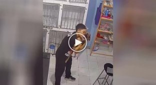 When you really love your job: a groomer dancing with dogs charges you with positive energy