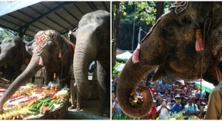 Momo the elephant celebrated her 70th birthday with friends (4 photos)
