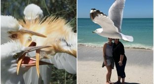 30 hilarious bird shots (31 photos)