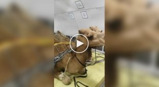 Перевезення верблюдів літаком