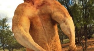 Мощный кенгуру из австралийского заповедника держит в страхе смотрителей (4 фото + видео)