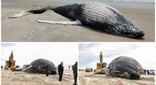 Уже 17-ый горбатый кит выброшен на берег на Лонг-Айленде (5 фото)