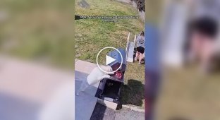 Шкодливые и неосторожные собаки