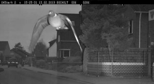 Не гони, тебя ждут дома: в Германии оштрафовали голубя за превышение скорости (1 фото)