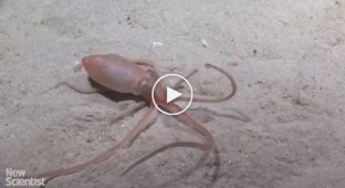 Scientists had no idea that octopuses were capable of this