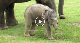 Маленький слоненок учится ходить