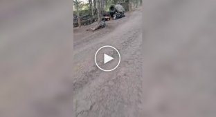 Оккупанты смеются над своим приспешником, привязанным за какую-то провинность к сосне