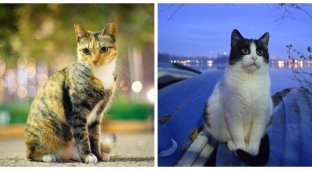 Cats in the city lights (25 photos)