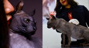 Кот — он и в тюрьме кот: татуированный хвостатый вышел из тюрьмы в Мексике (5 фото)