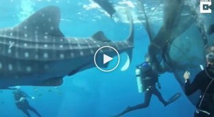 After being rescued by divers, the whale sharks were so grateful that they stayed nearby