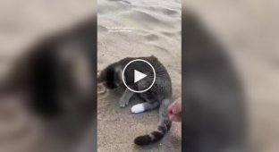 Cat brought to the beach for the first time