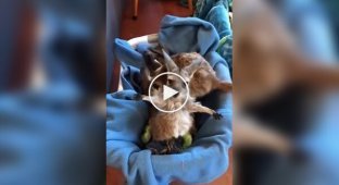 A baby kangaroo wants to be held