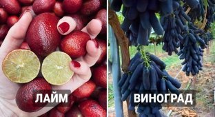 Photos of vegetables and fruits that will surely surprise and interest you (16 photos)