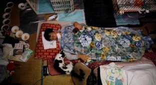 Японец остался жить рядом с "Фукусимой" ради чужих кошек (8 фото)