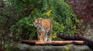 В московском зоопарке поселился тигр Степан, которого изъяли у контрабандистов (1 фото)