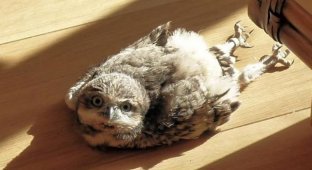 18 примеров спящих животных, которые нашли свой уникальный и неповторимый подход ко сну (20 фото)