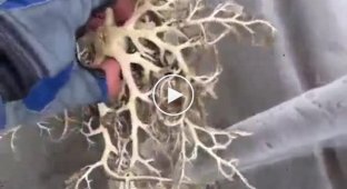 A fisherman caught a strange creature and thought it was a living coral