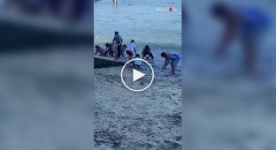 Jumped right into hands: sardine invasion shocked beachgoers