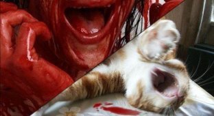 Зверское нападение на кота (2 фото)