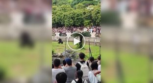 In China, a chimpanzee threw a stone at a zoo visitor's head for no reason