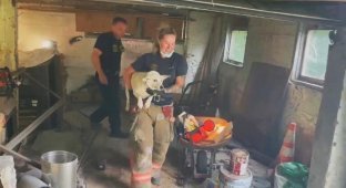 Пожарные спасли собаку, застрявшую между бетонными стенами (5 фото + 1 видео)