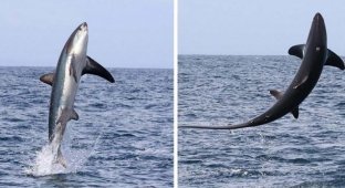 Туристы были шокированы тем, как высоко из воды смогла выпрыгнуть большущая лисья акула (5 фото)