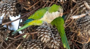 An outbreak of parrot fever in Europe has killed five people and sent dozens to hospital (3 photos)