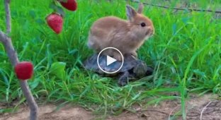Максимальна милота: черепашка підвезла кролика, щоб той поїв полуницю